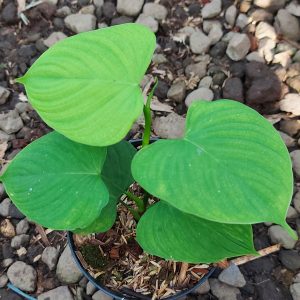 Philodendron fibraecataphyllum