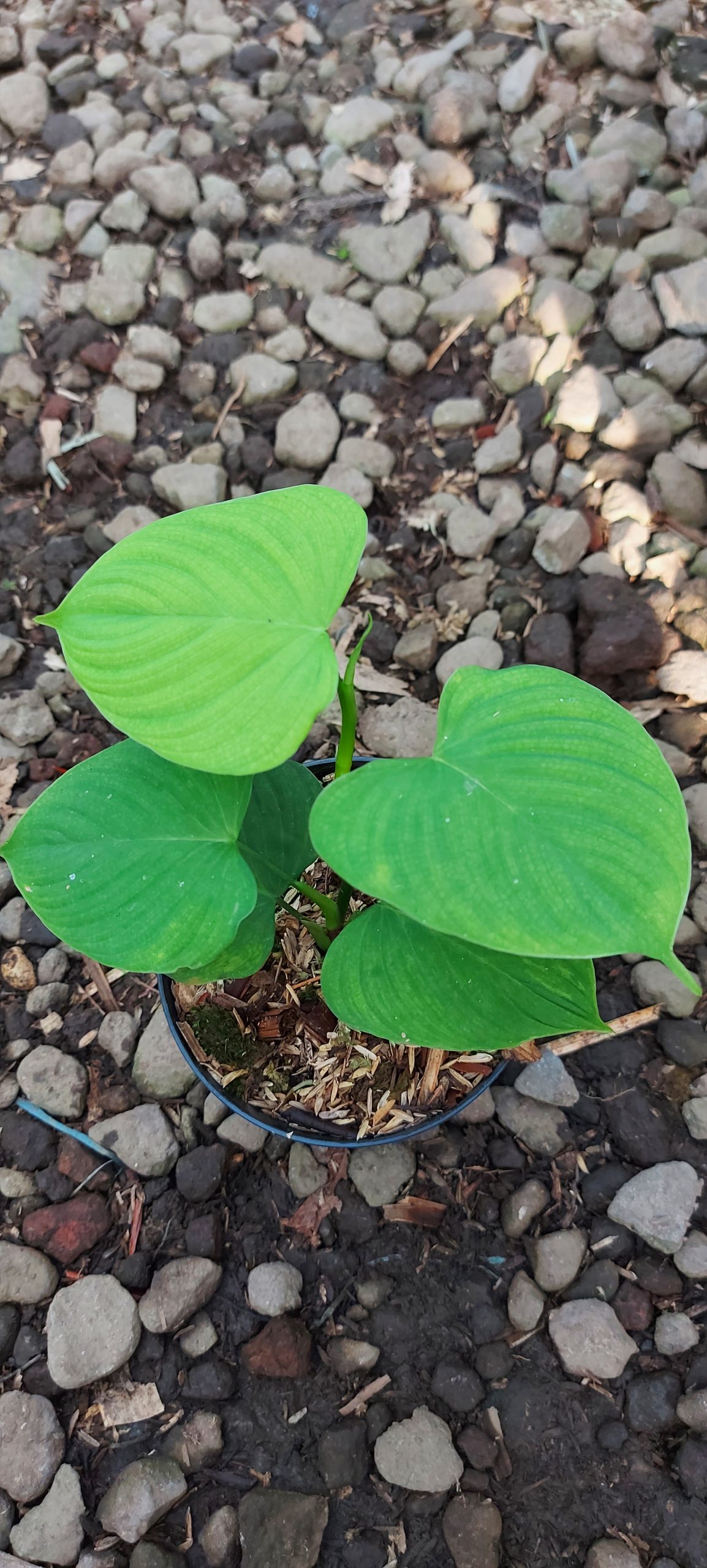 Philodendron fibraecataphyllum