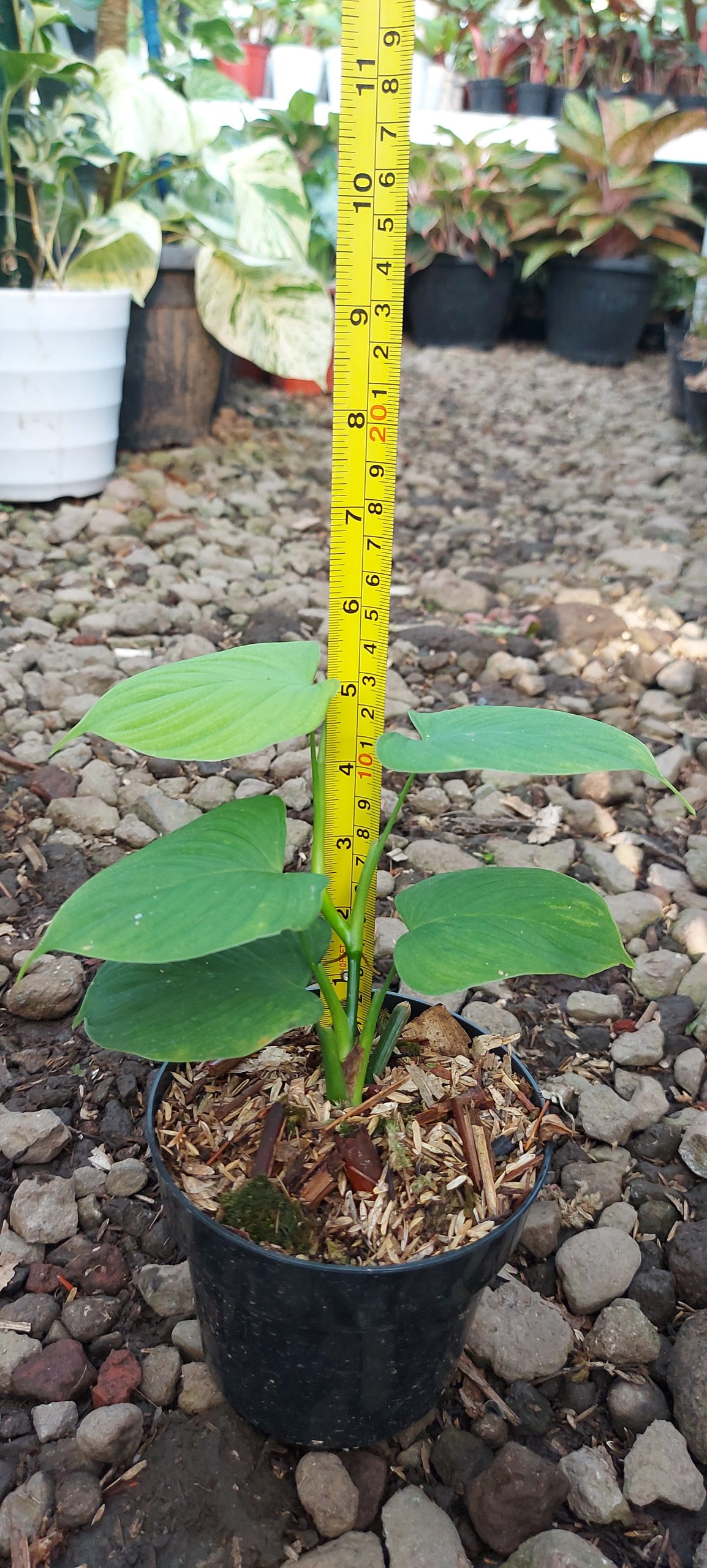 Philodendron fibraecataphyllum - Image 2