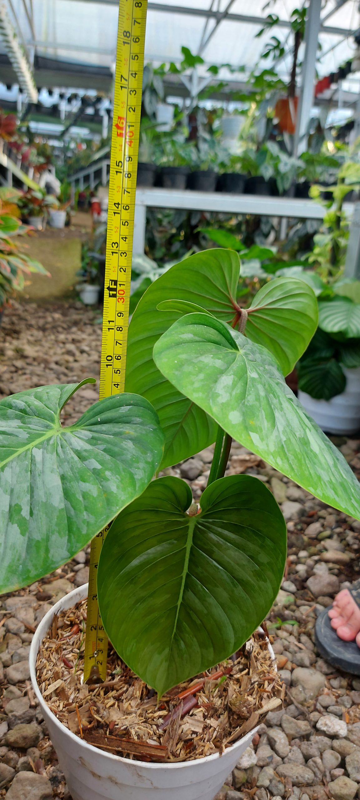 Philodendron majestic - Image 5