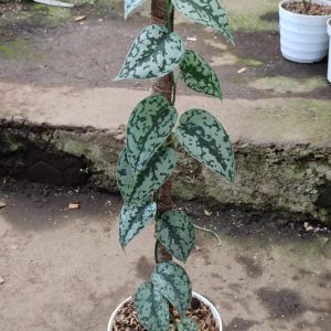 Scindapsus silver lady