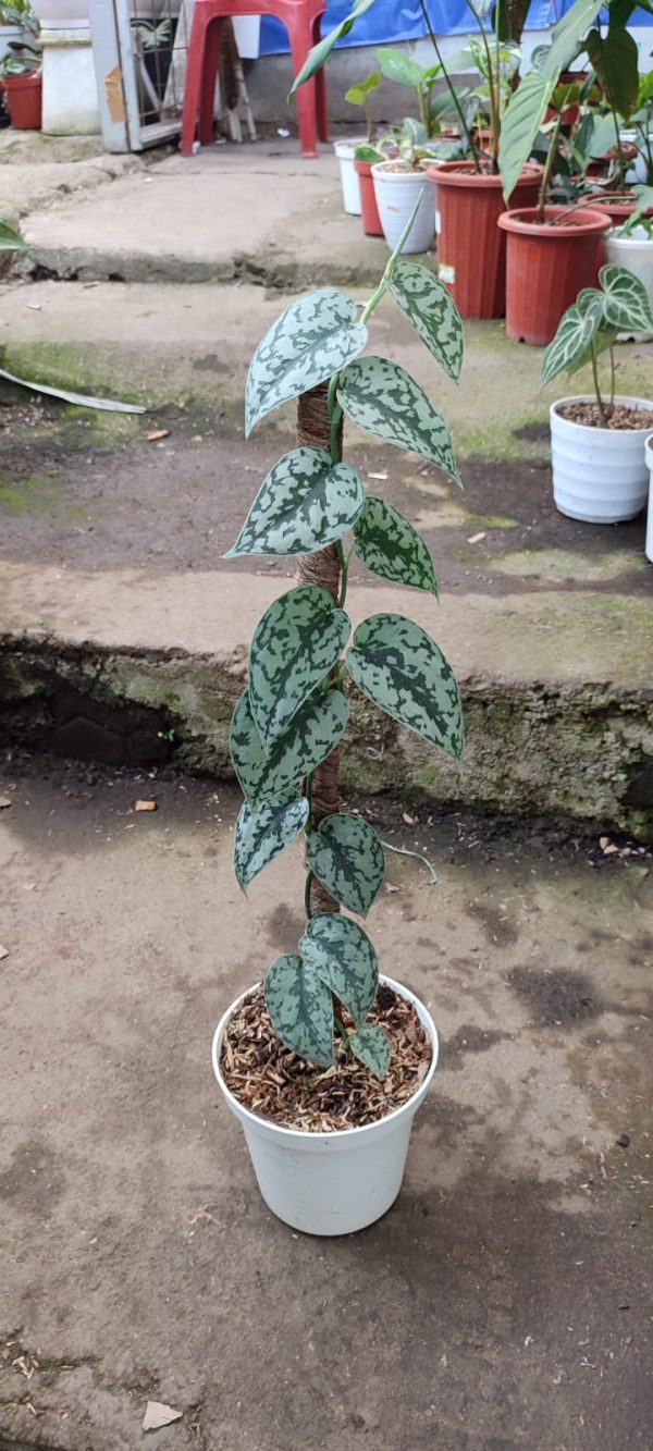 Scindapsus silver lady