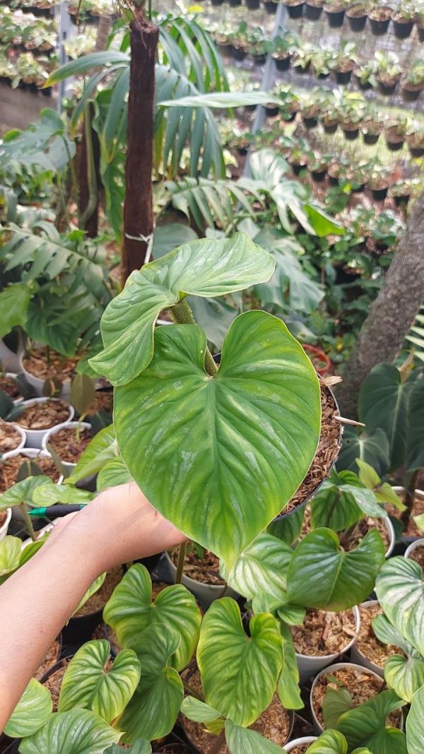 Philodendron Plowmanii