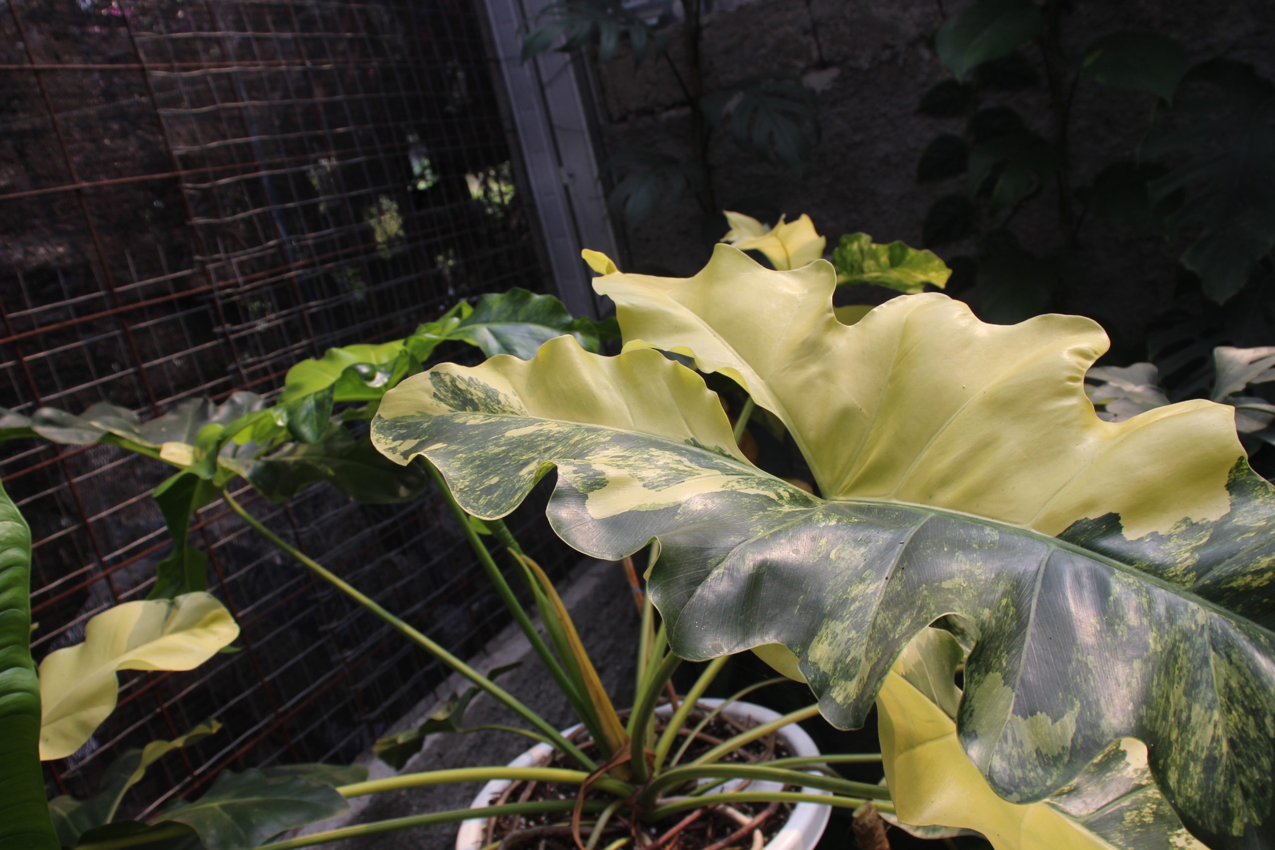 Philodendron wiliamsi varigated Large - Image 4