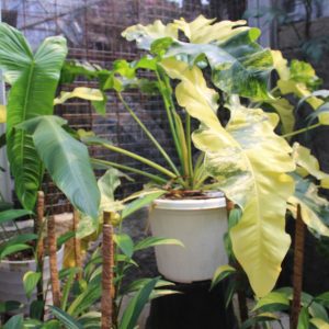 Philodendron wiliamsi varigated Large