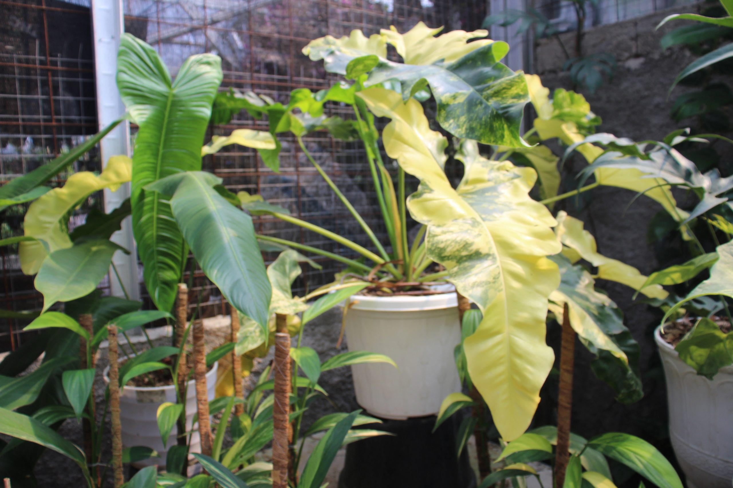 Philodendron wiliamsi varigated Large