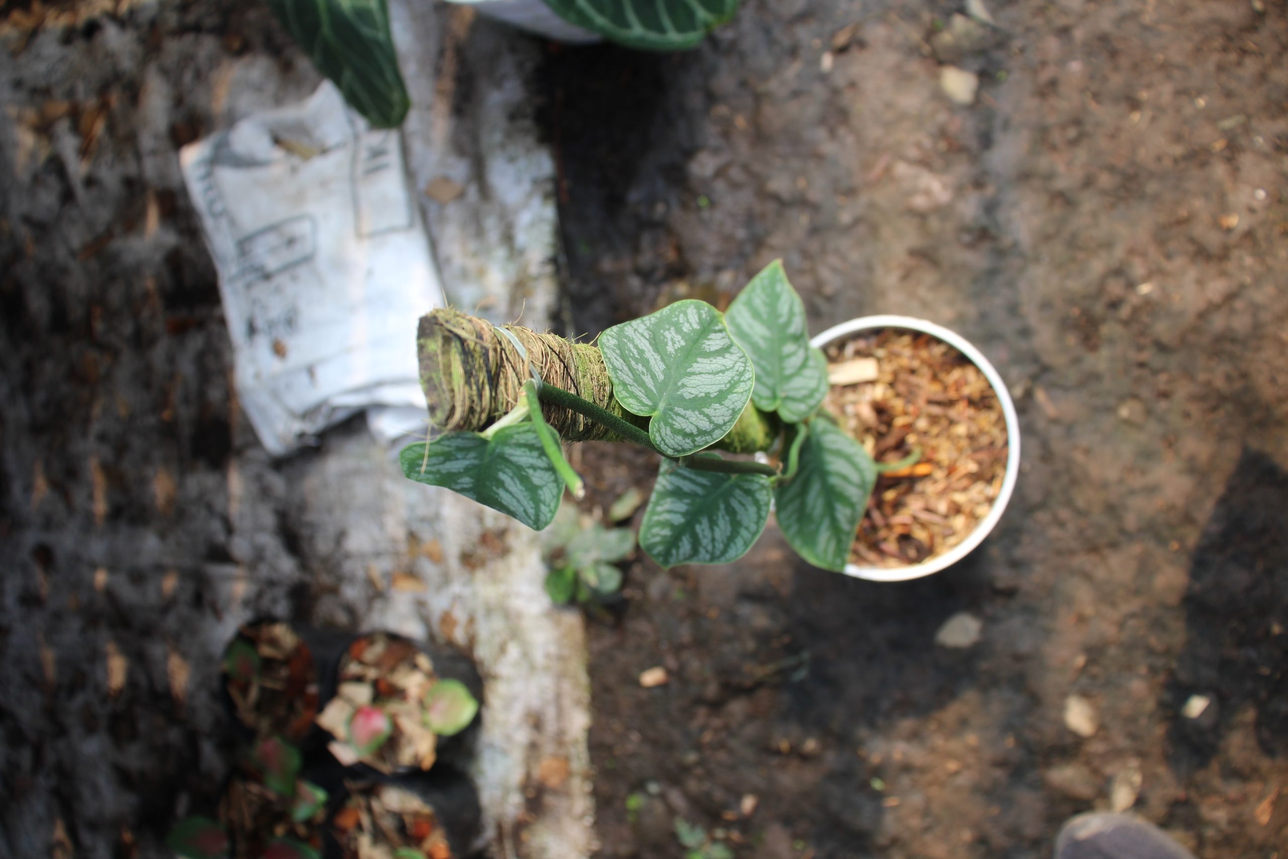 Monstera dubia - Image 4