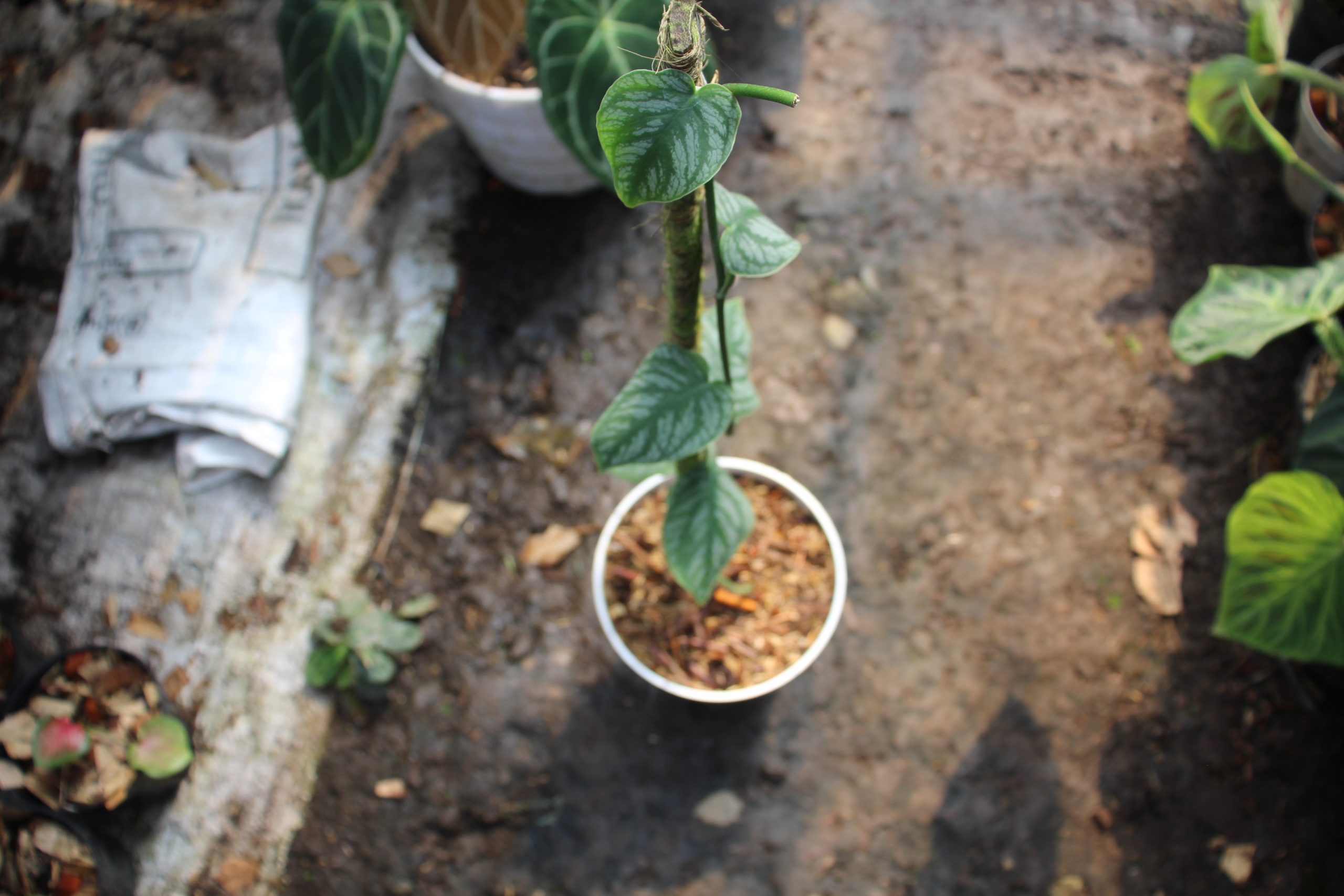 Monstera dubia - Image 3