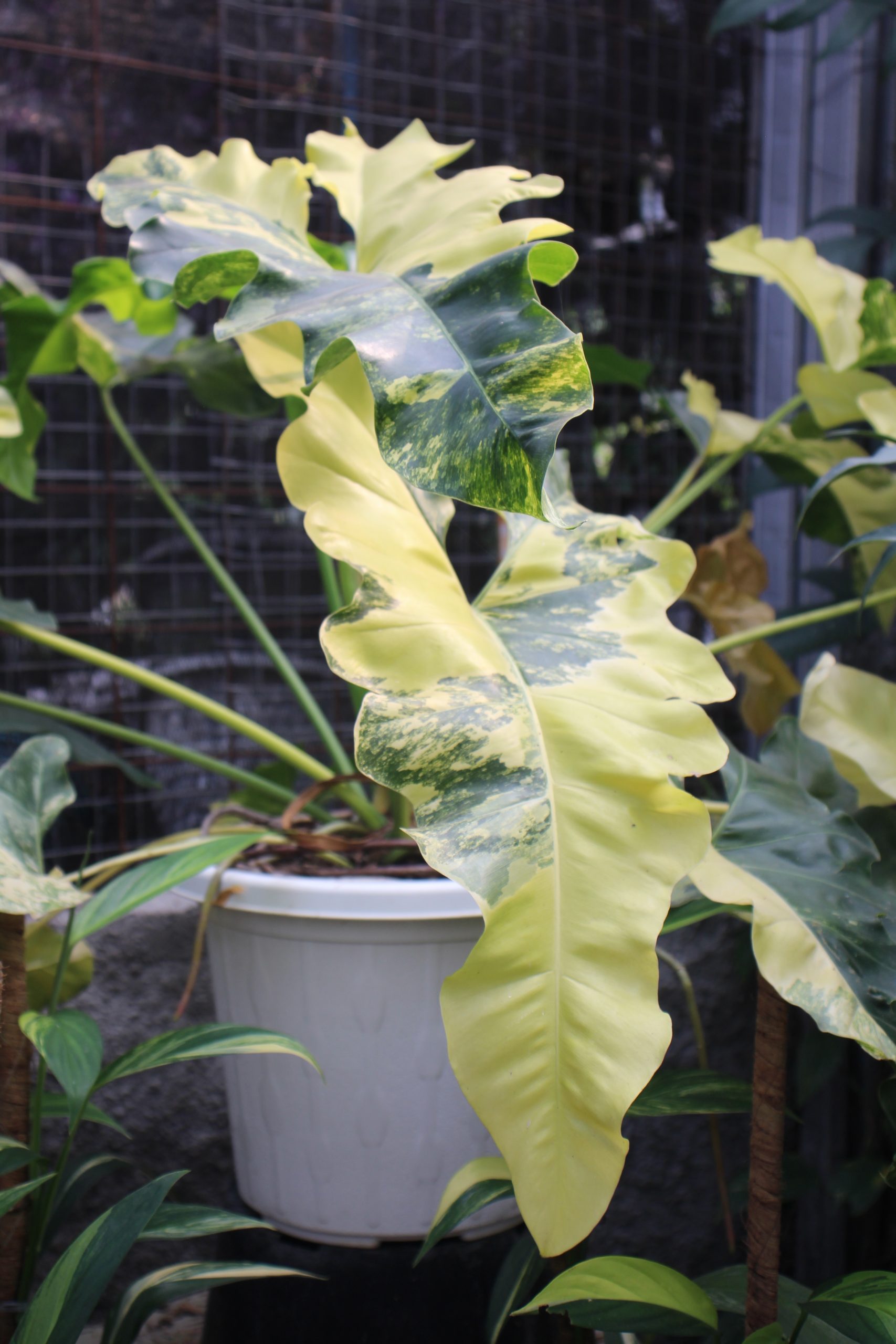 Philodendron wiliamsi varigated Large - Image 3