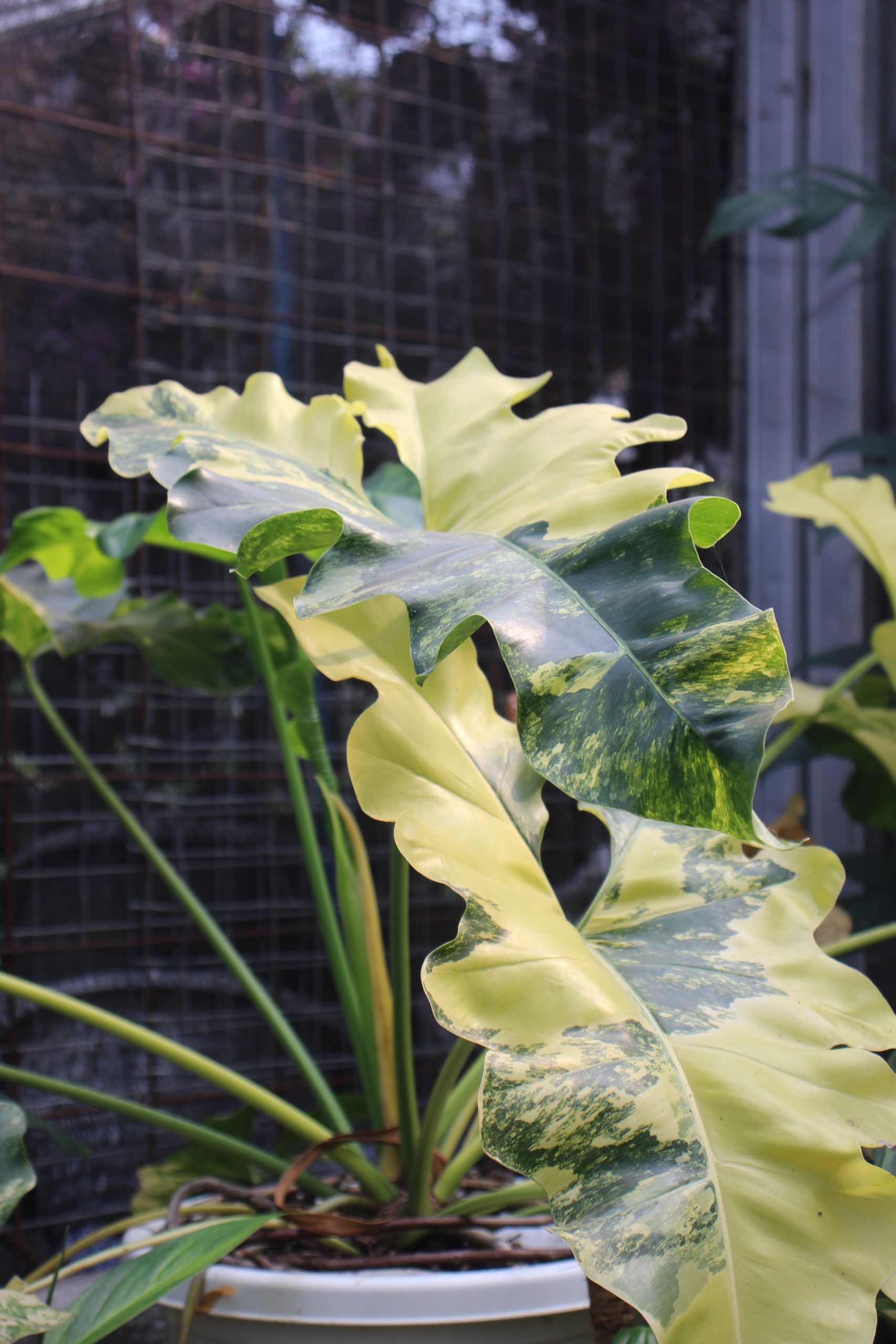 Philodendron wiliamsi varigated Large - Image 2