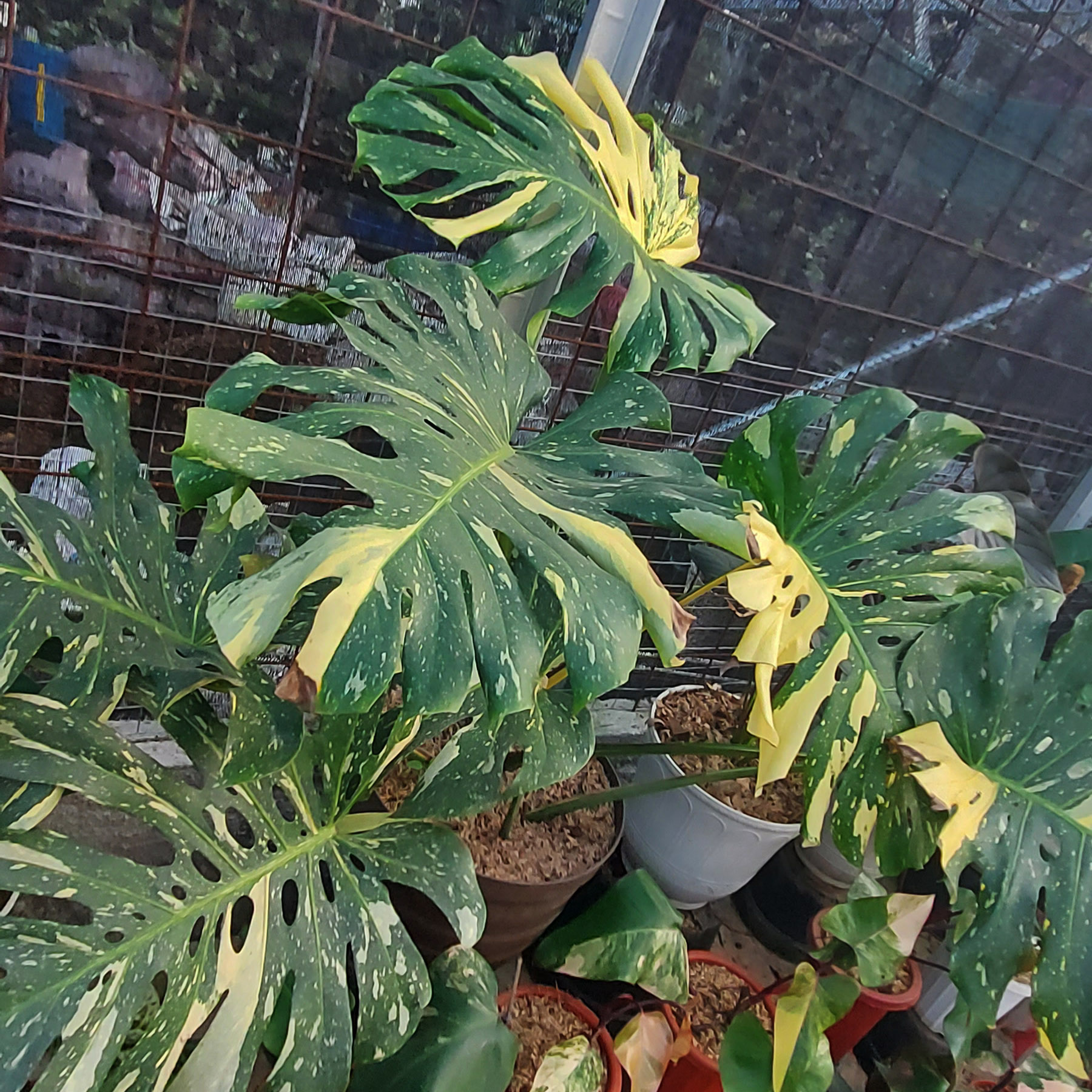 Monstera Thai Constellation varigated - Image 3