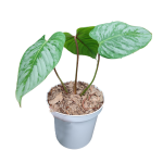 Philodendron majestic