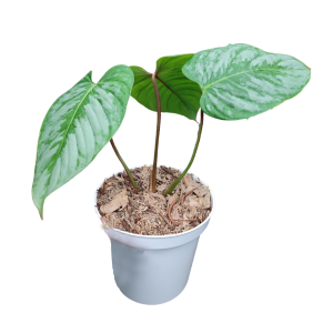 Philodendron majestic
