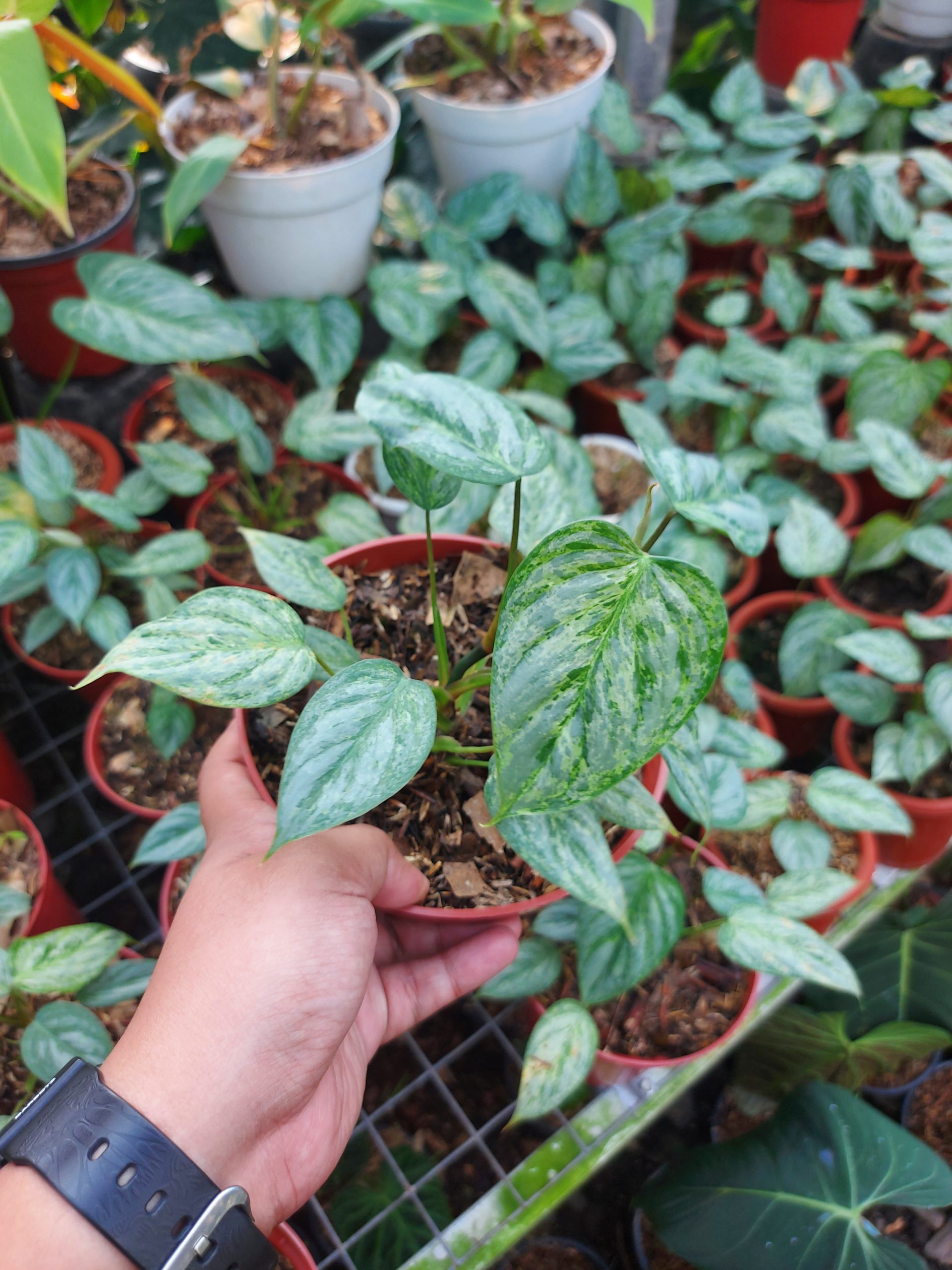 Philodendron Sodiroi Varigated - Image 3