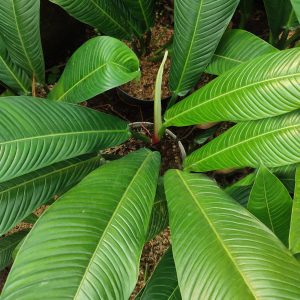 Philodendron Campii 'Lynette'