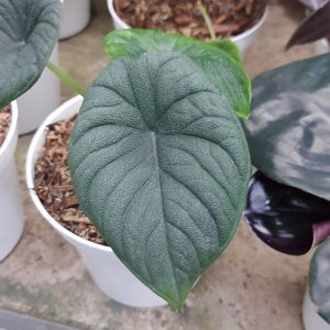 Alocasia melo badak (rhino skin)