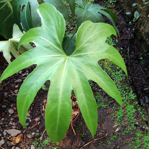 Anthurium Pedatoradiatum