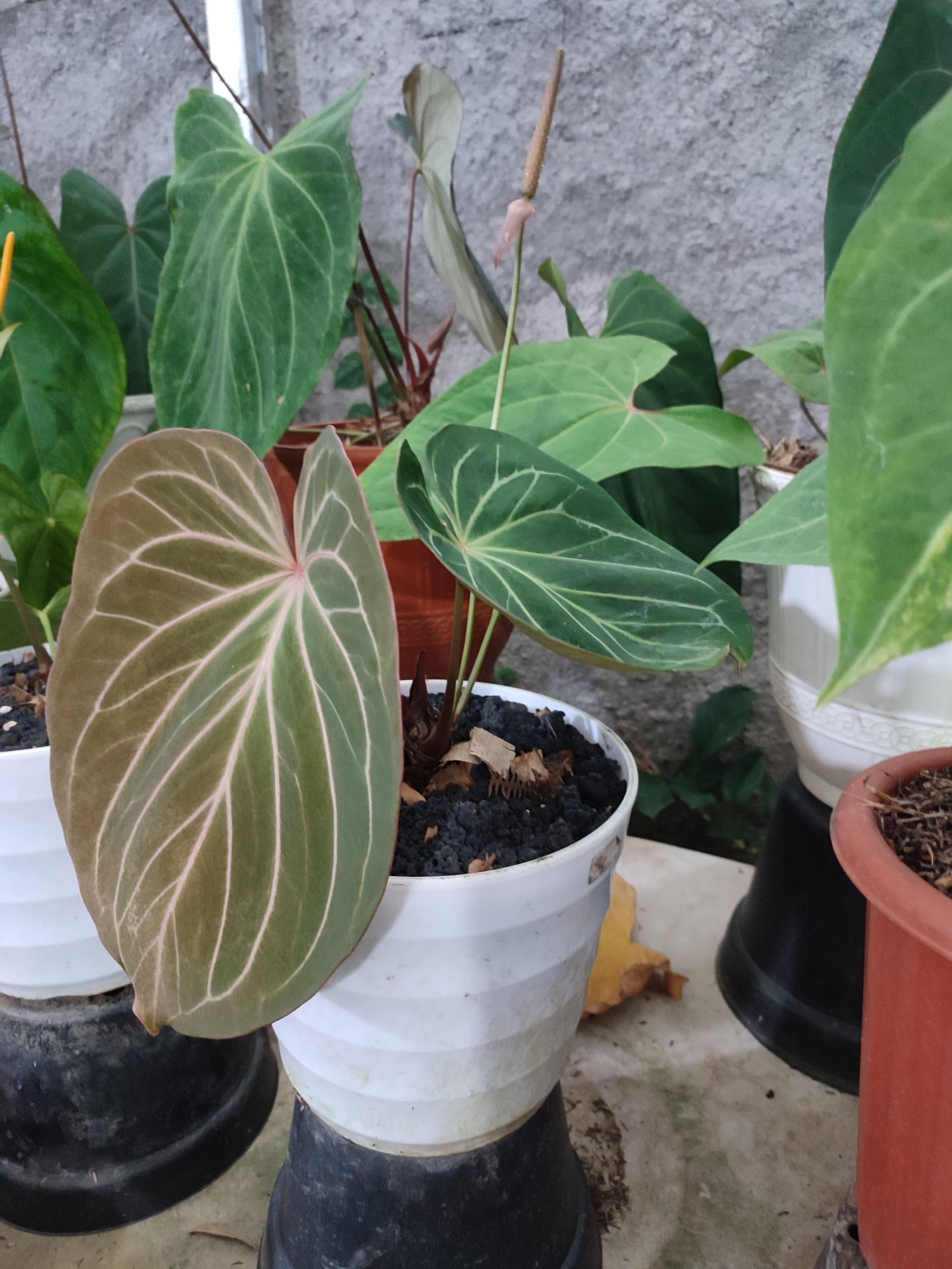 Anthurium King of spades - Image 2