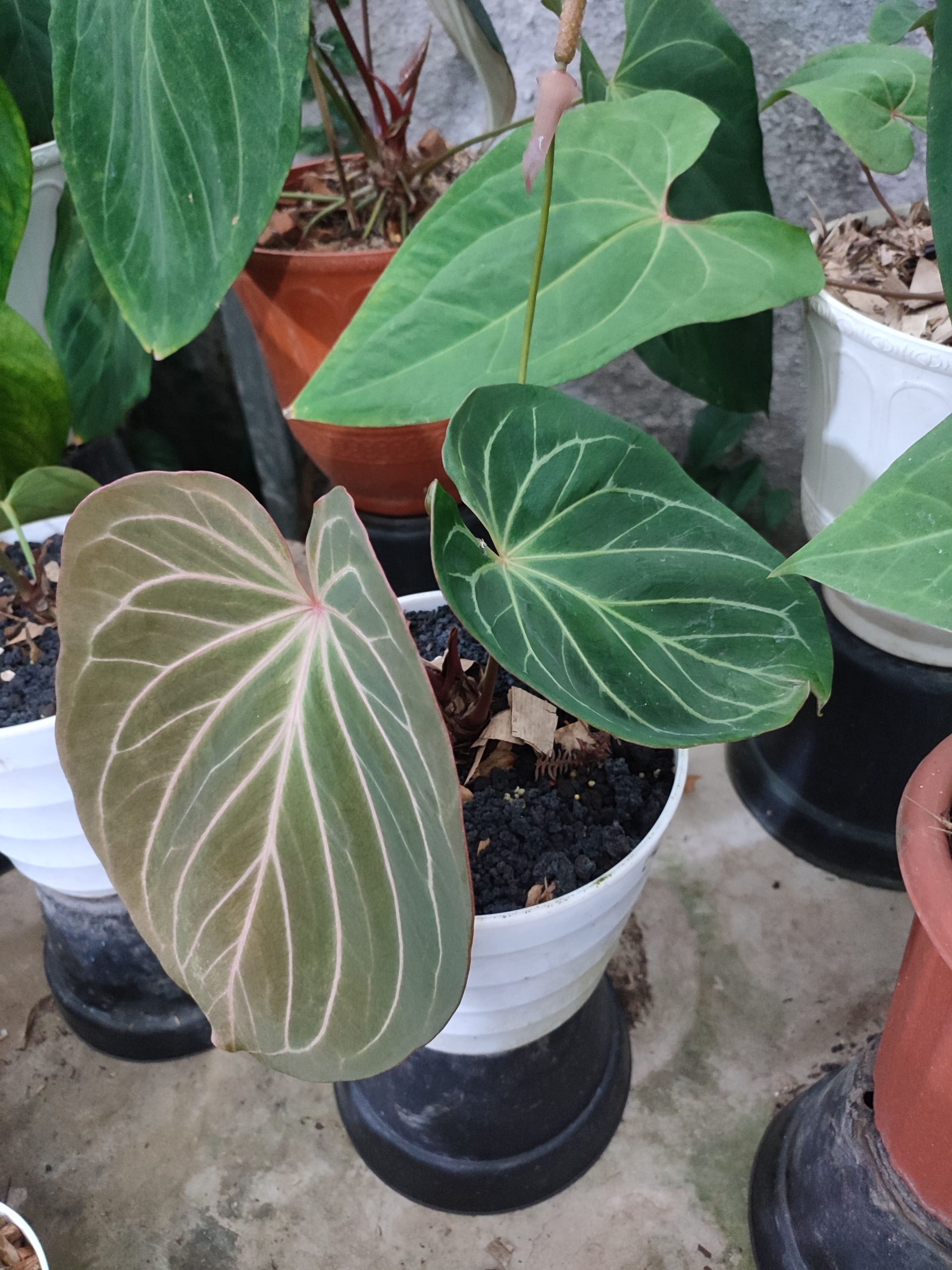 Anthurium King of spades - Image 3