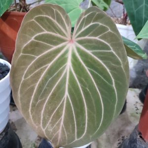 Anthurium King of spades