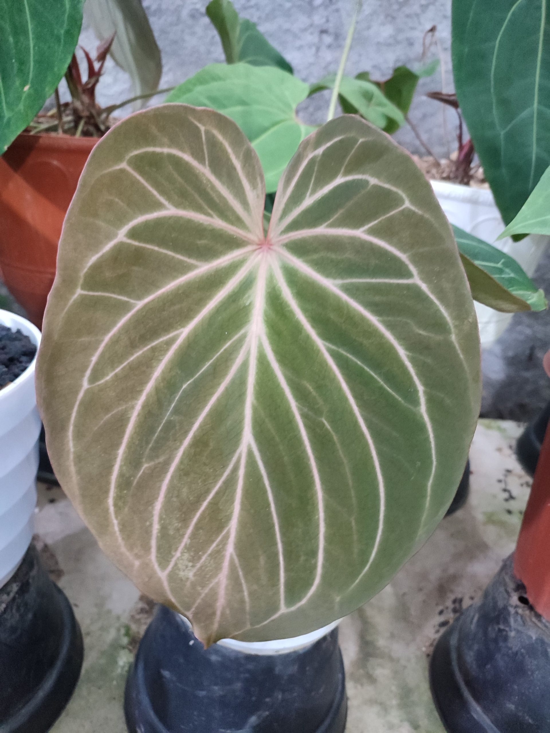 Anthurium King of spades