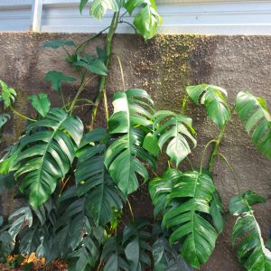 Epipremnum pinnatum albo varigated