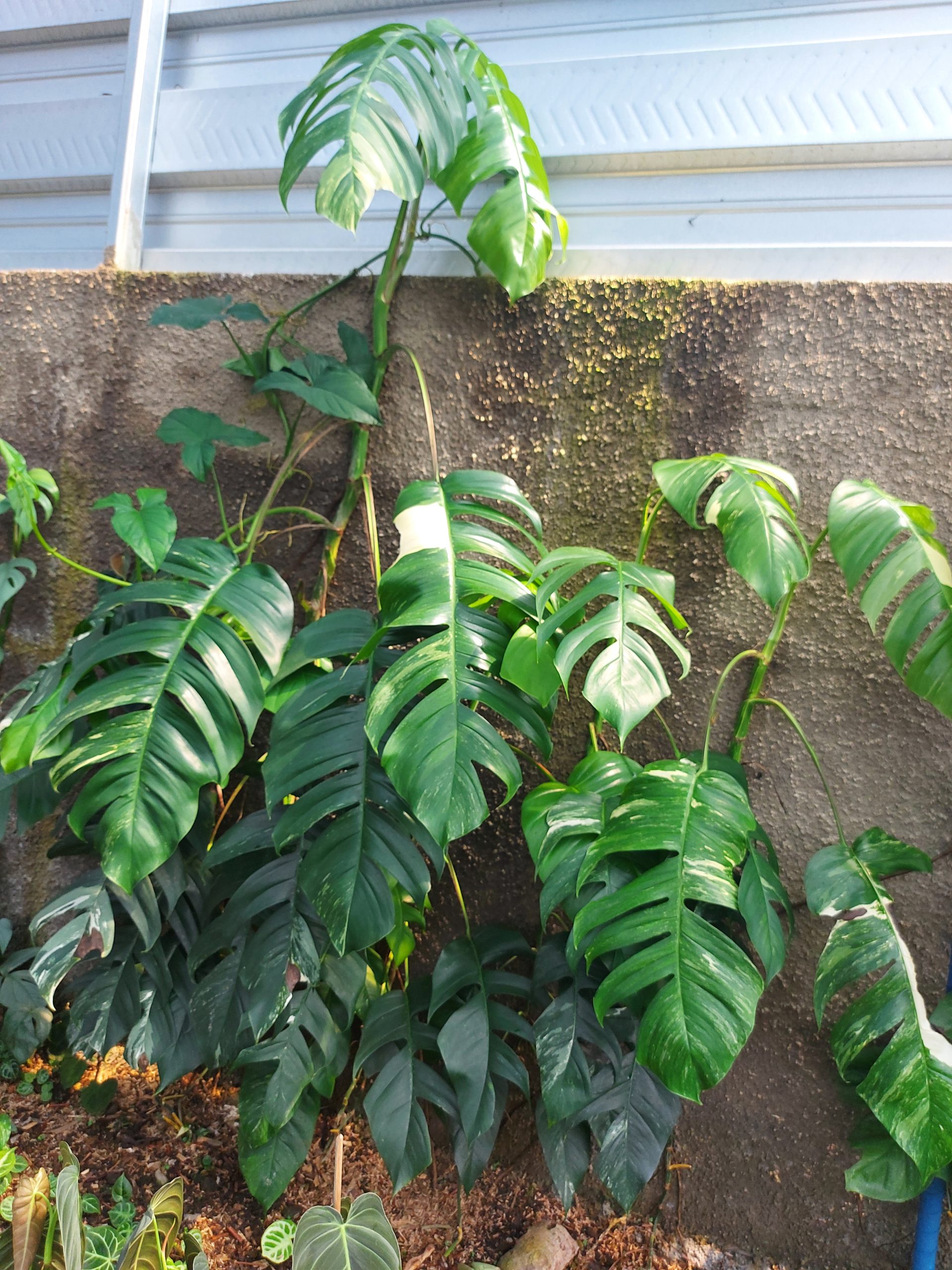 Epipremnum pinnatum albo varigated