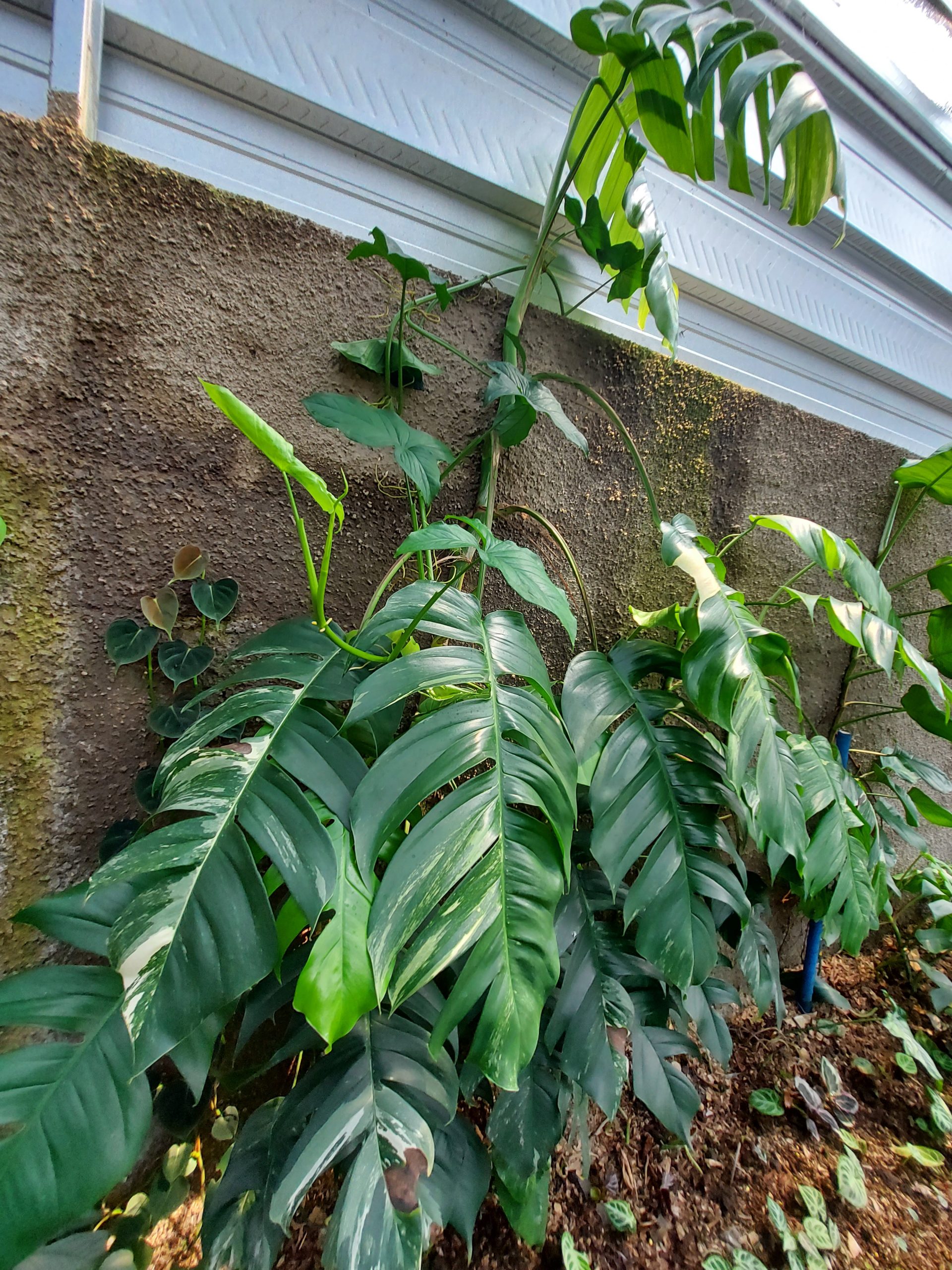 Epipremnum pinnatum albo varigated - Image 4