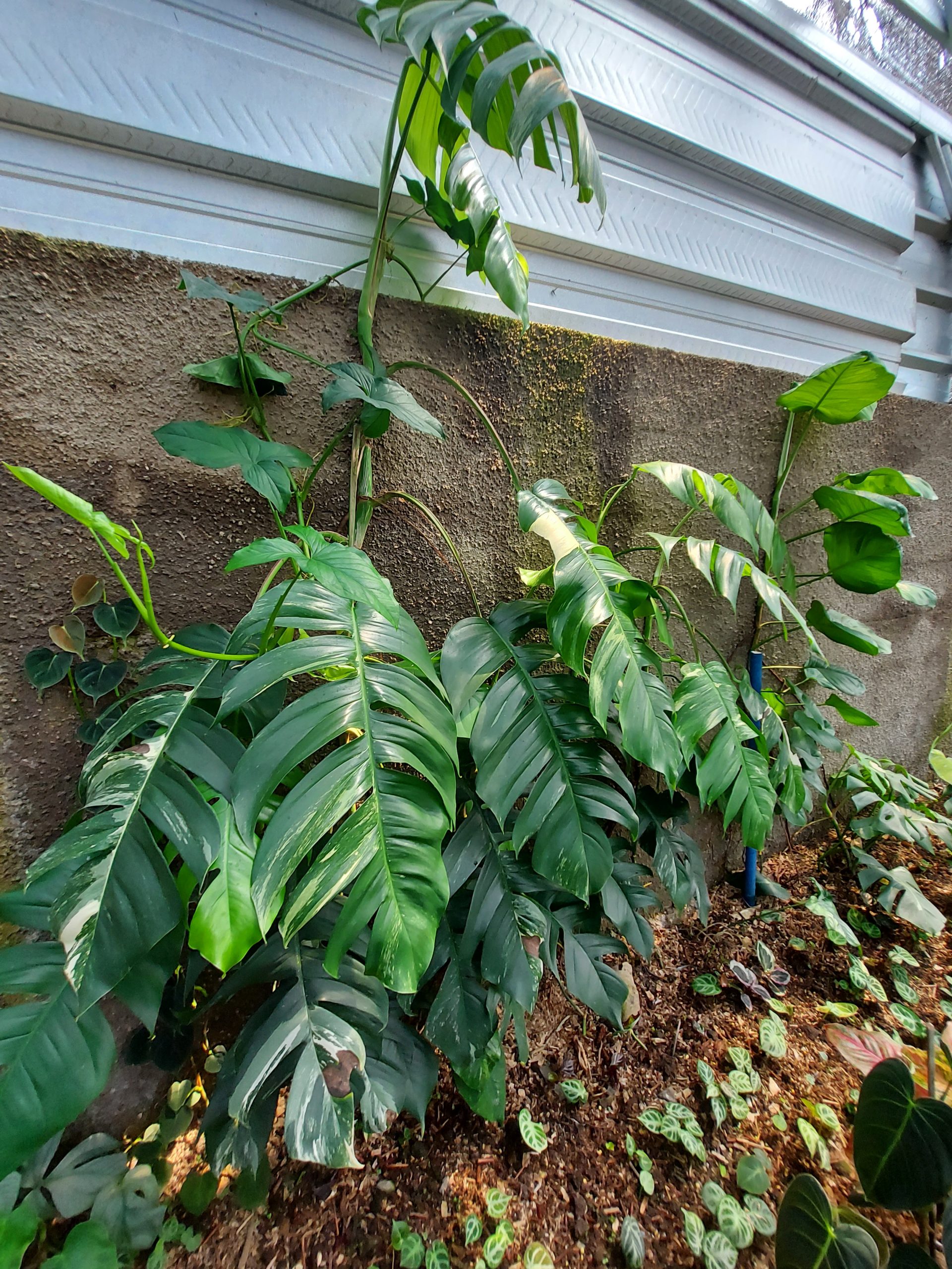 Epipremnum pinnatum albo varigated - Image 3