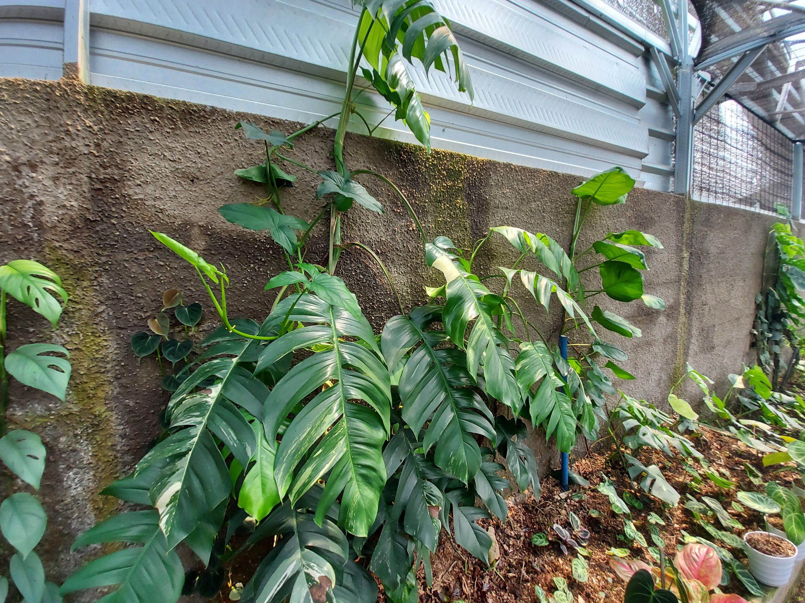 Epipremnum pinnatum albo varigated - Image 2