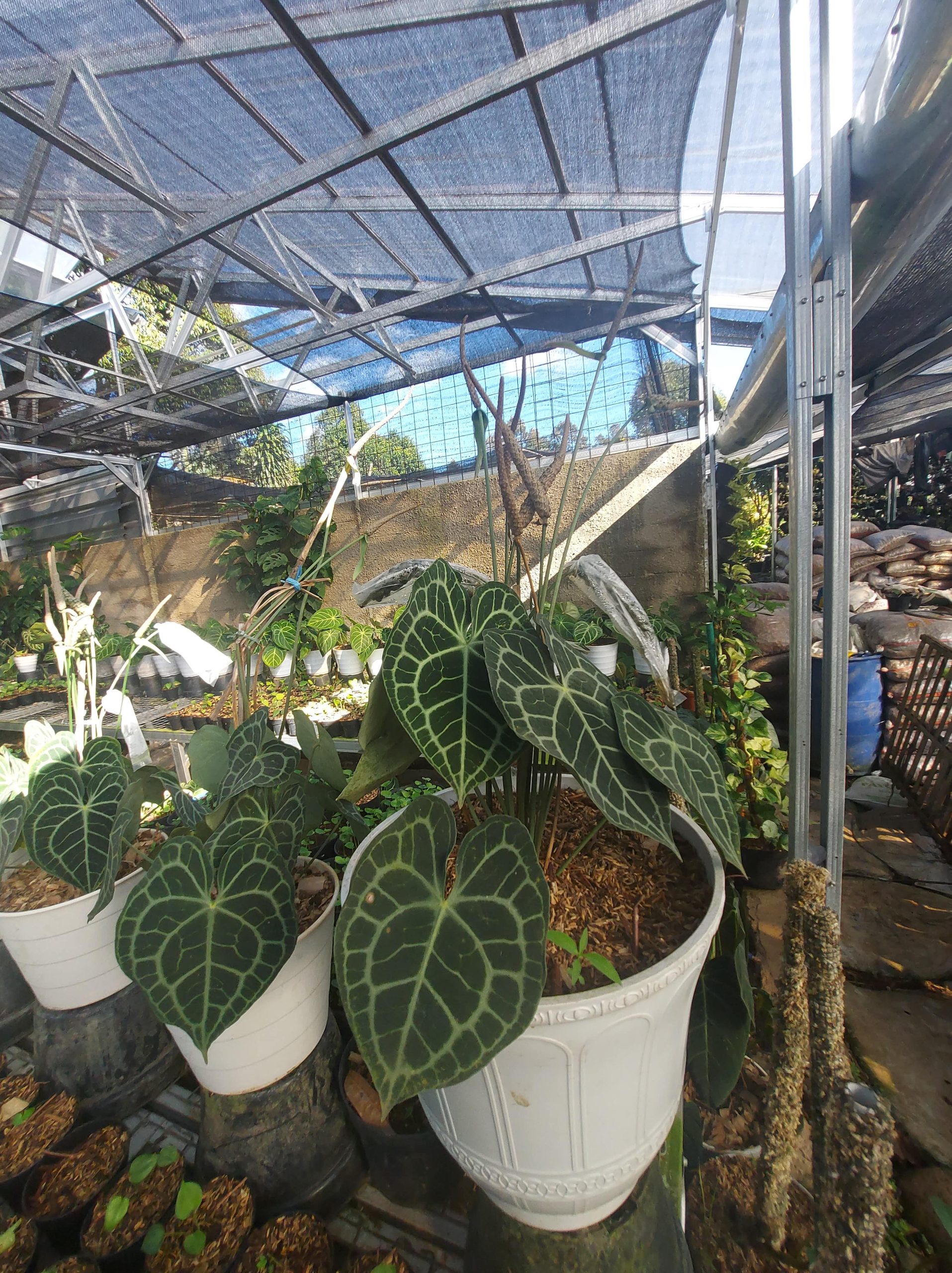 Anthurium Clarinervium - Image 2