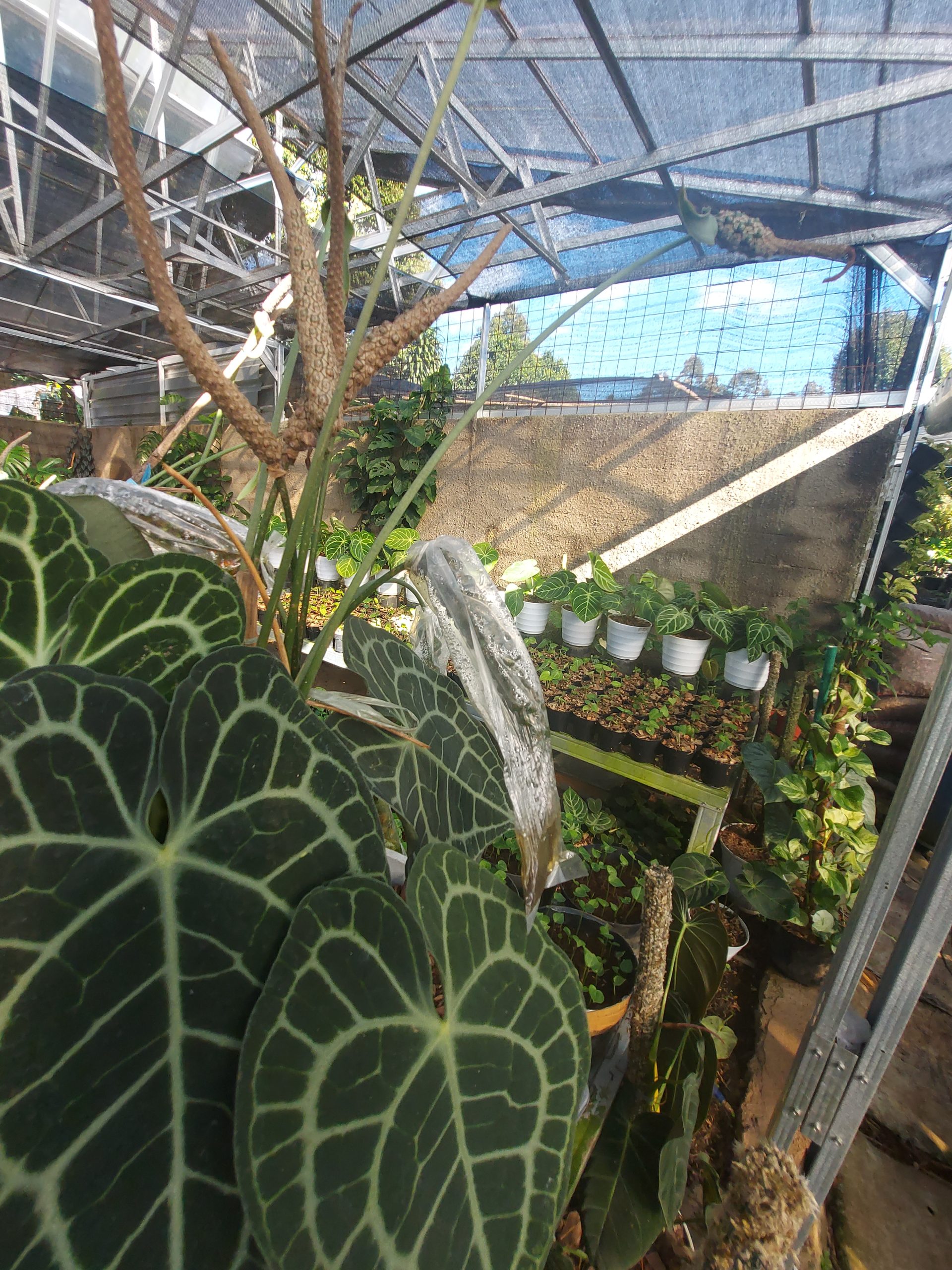 Anthurium Clarinervium - Image 3