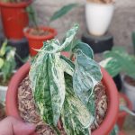 Amydrium zippelianum variegata