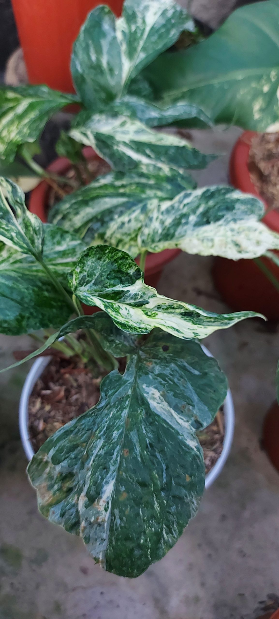 Amydrium zippelianum variegata - Image 3