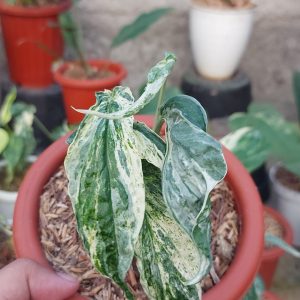 Amydrium zippelianum variegata