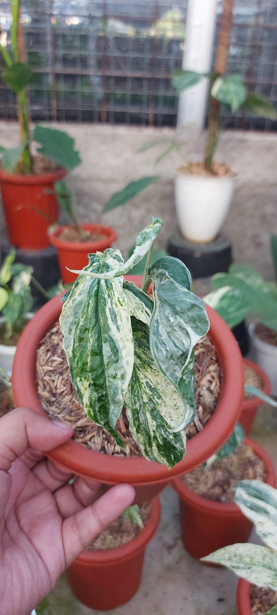 Amydrium zippelianum variegata