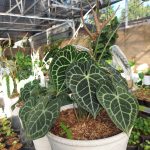 Anthurium Clarinervium