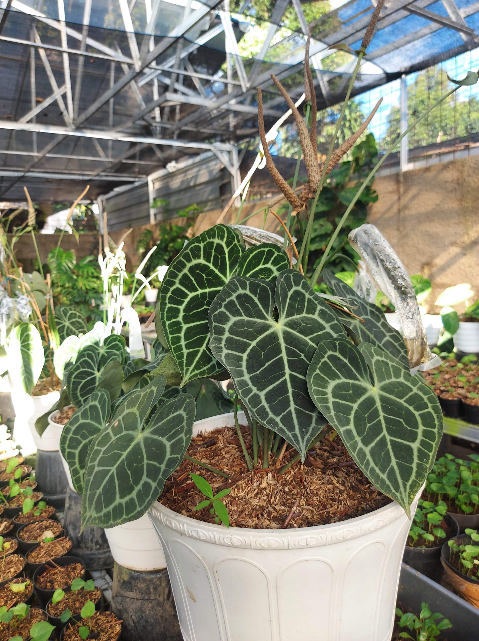 Anthurium Clarinervium