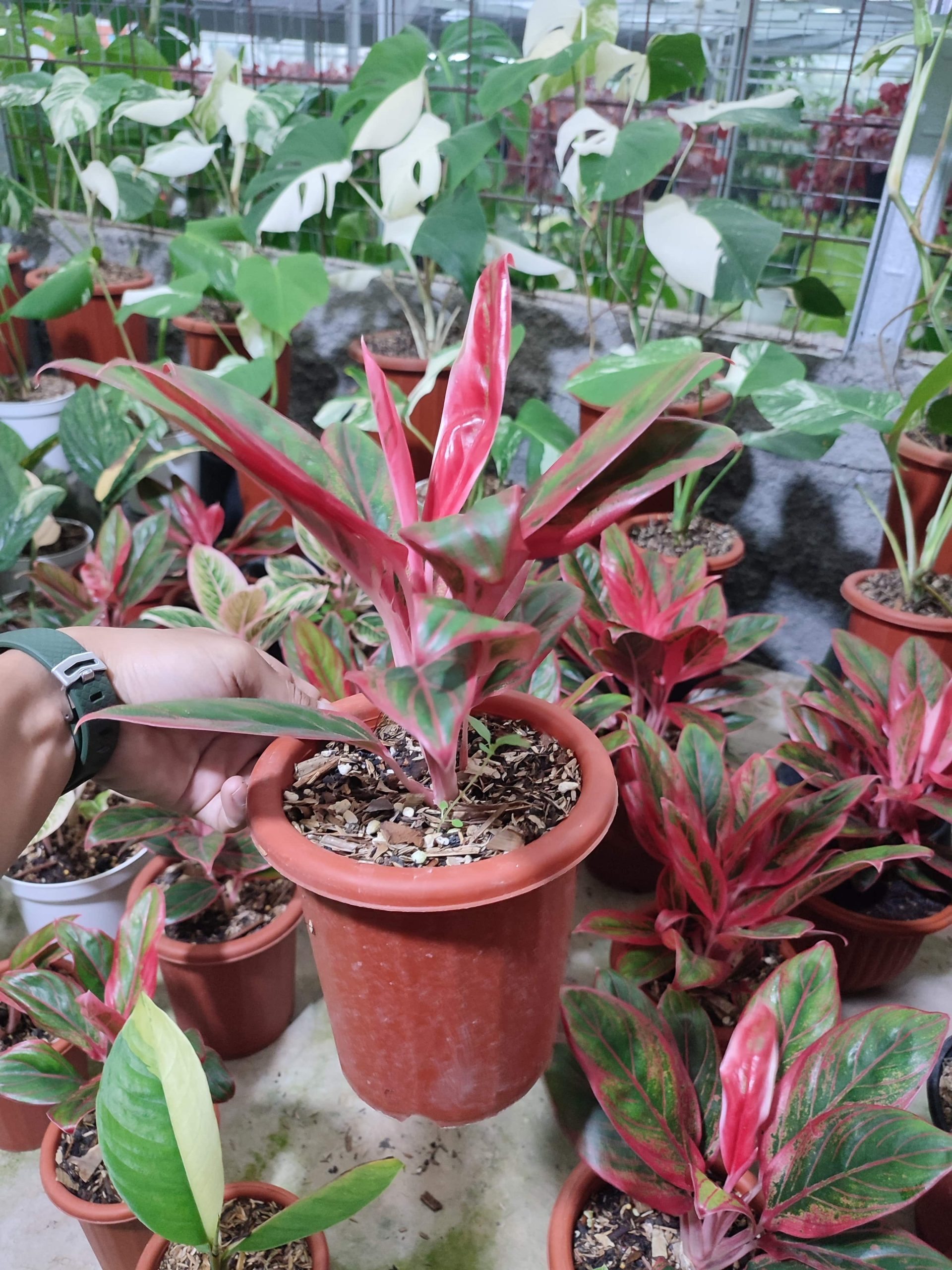 Aglaonema Jayanti - Image 5