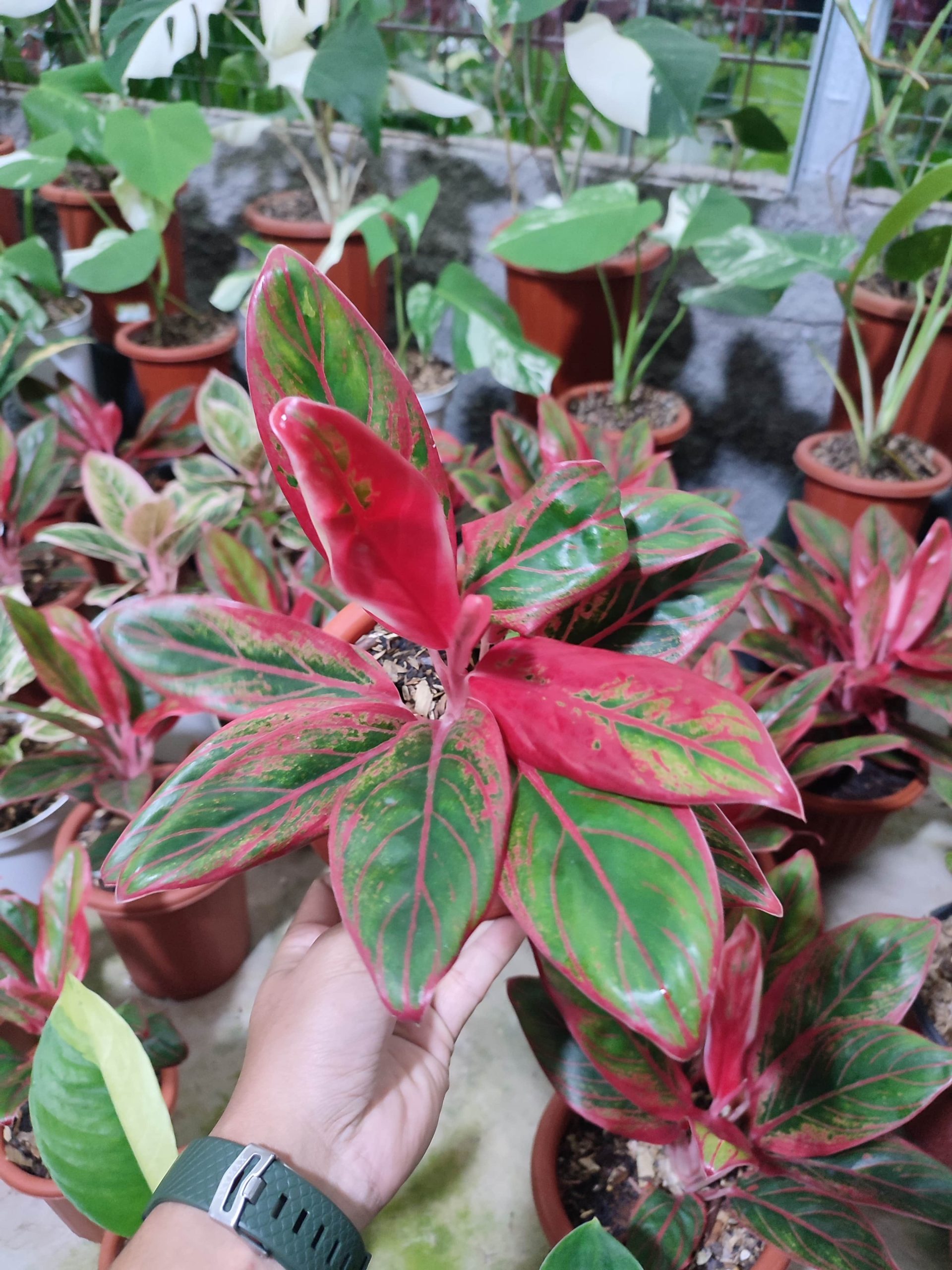 Aglaonema Jayanti