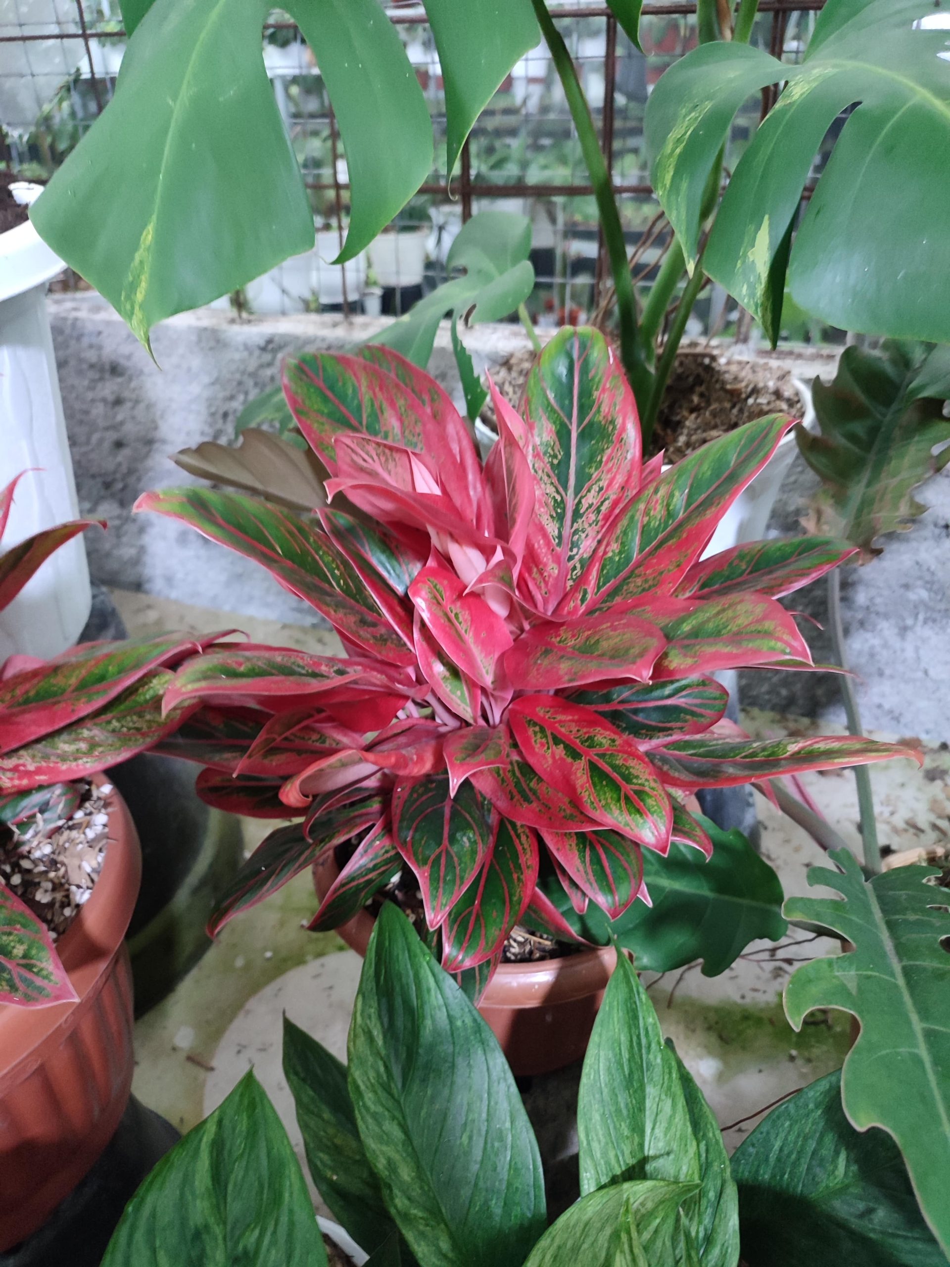 Aglaonema Jayanti - Image 3