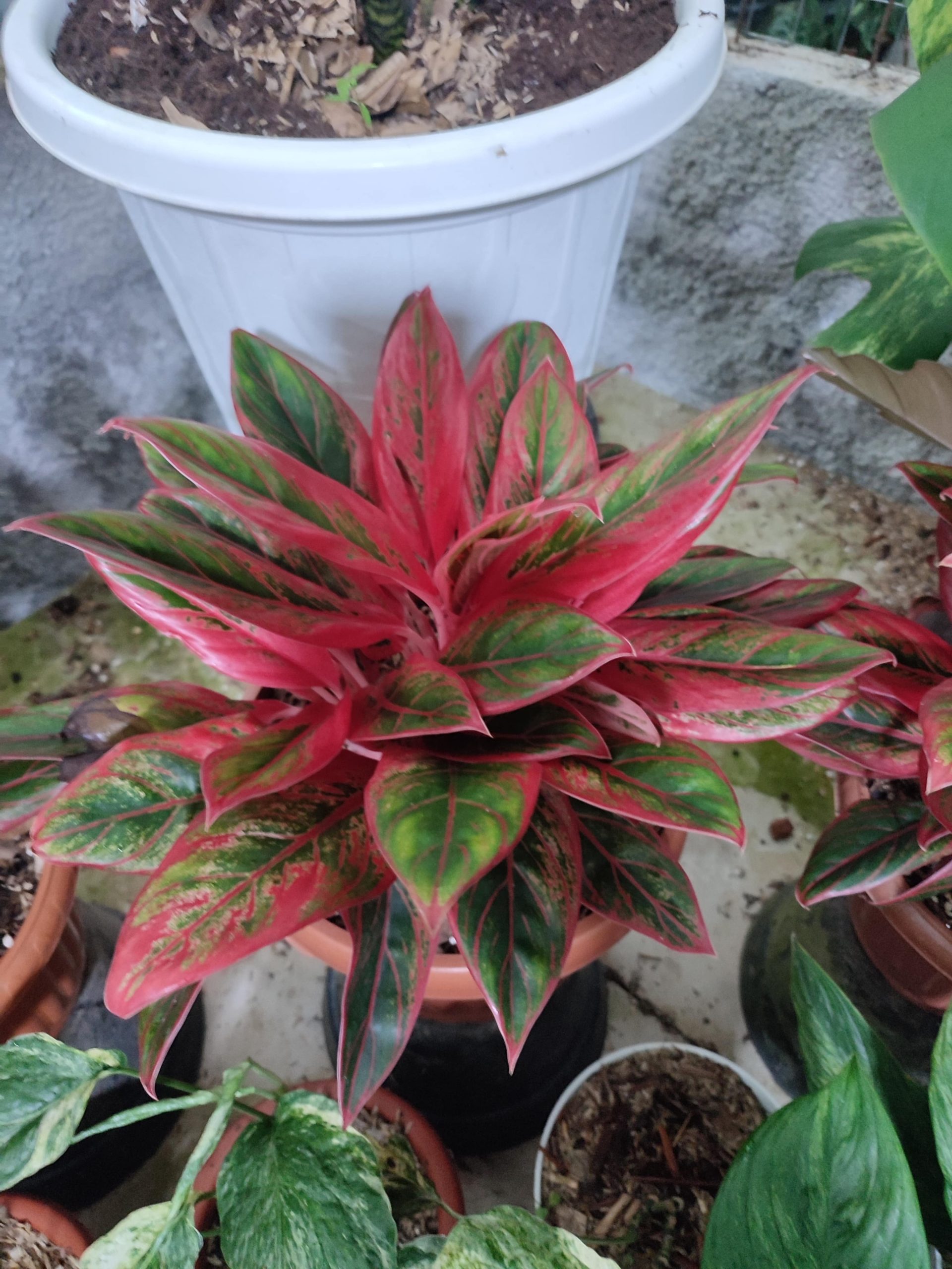 Aglaonema Jayanti - Image 4