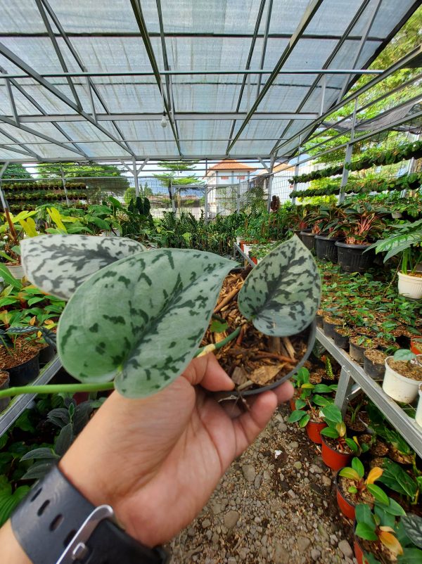 Scindapsus silver queen - Image 4