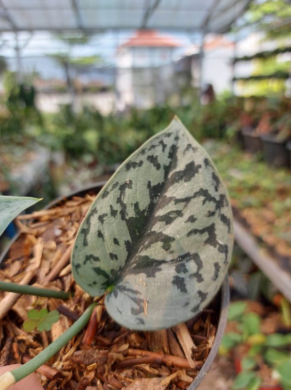 Scindapsus silver queen - Image 3