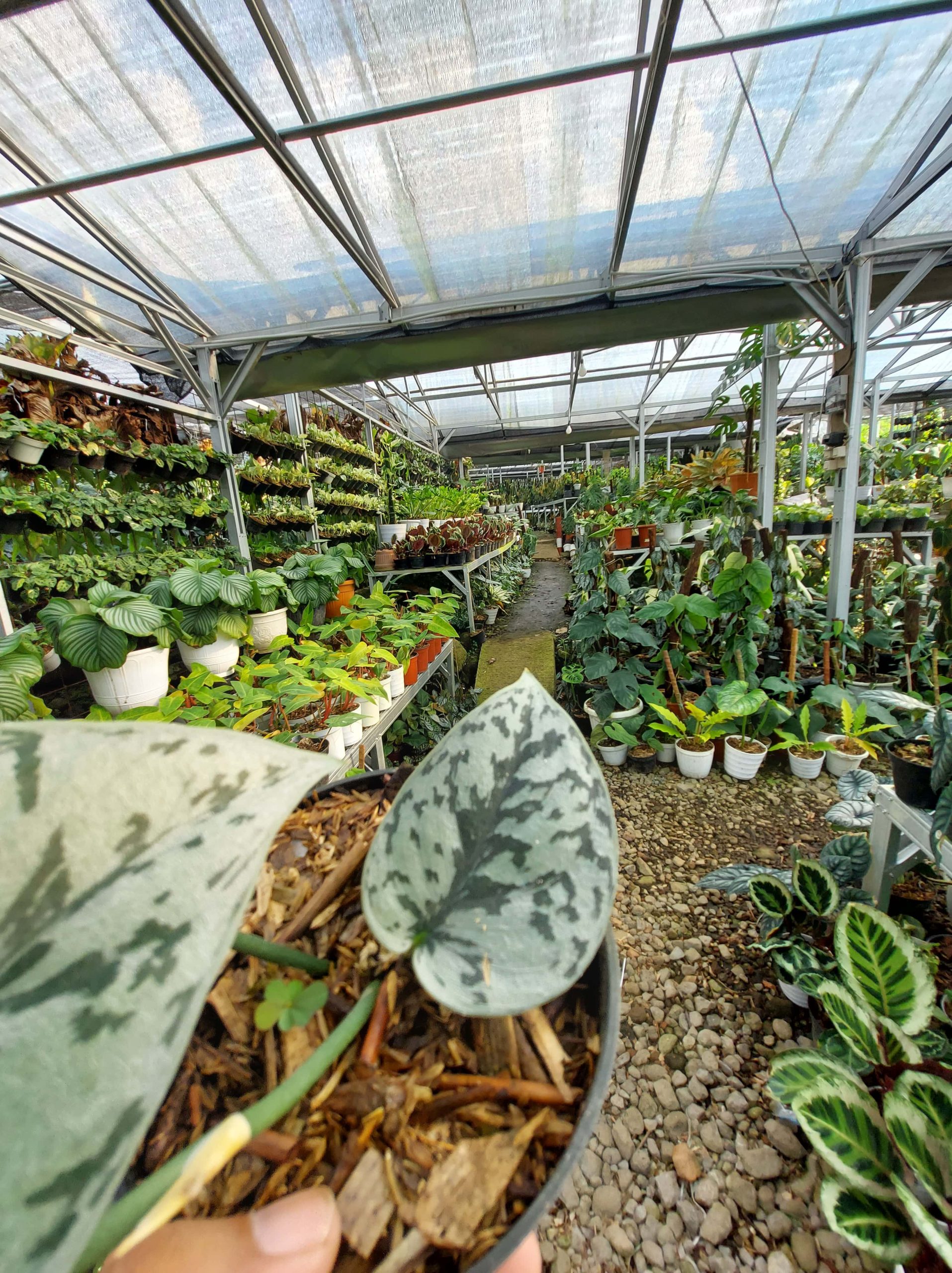 Scindapsus silver queen - Image 5