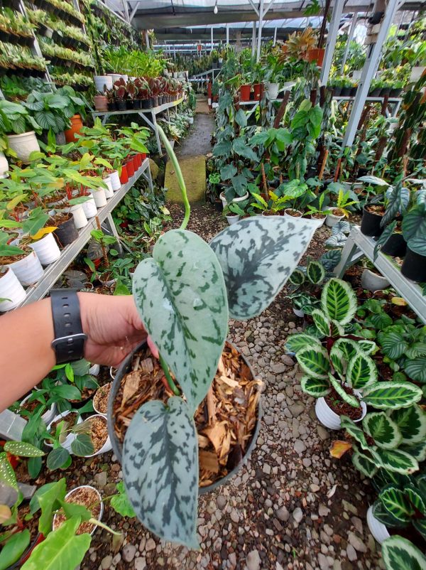 Scindapsus silver queen - Image 2