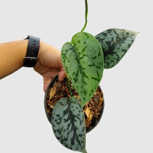 Scindapsus silver queen