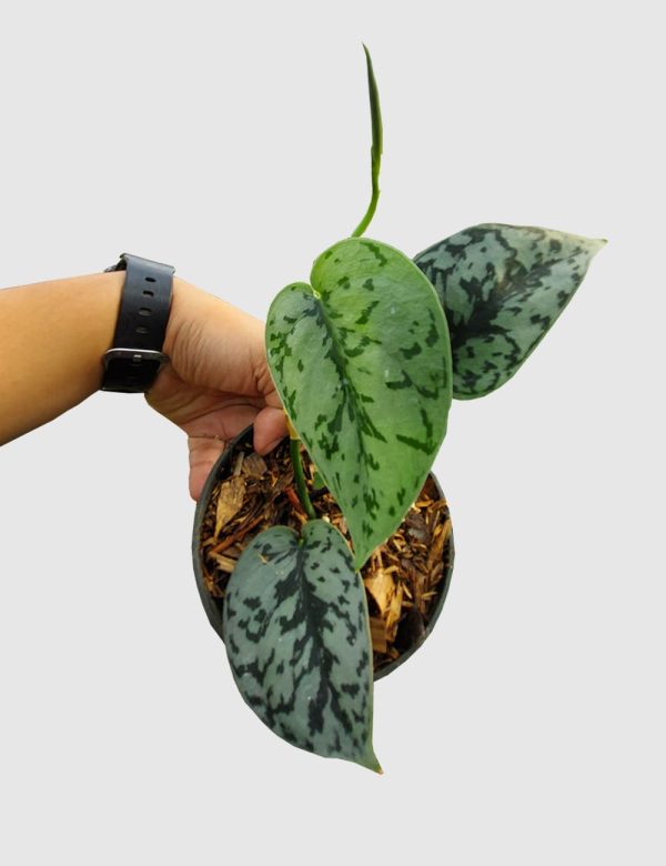 Scindapsus silver queen