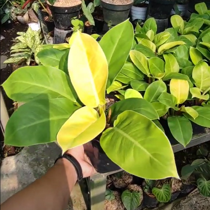 Philodendron Moonlight - Image 2