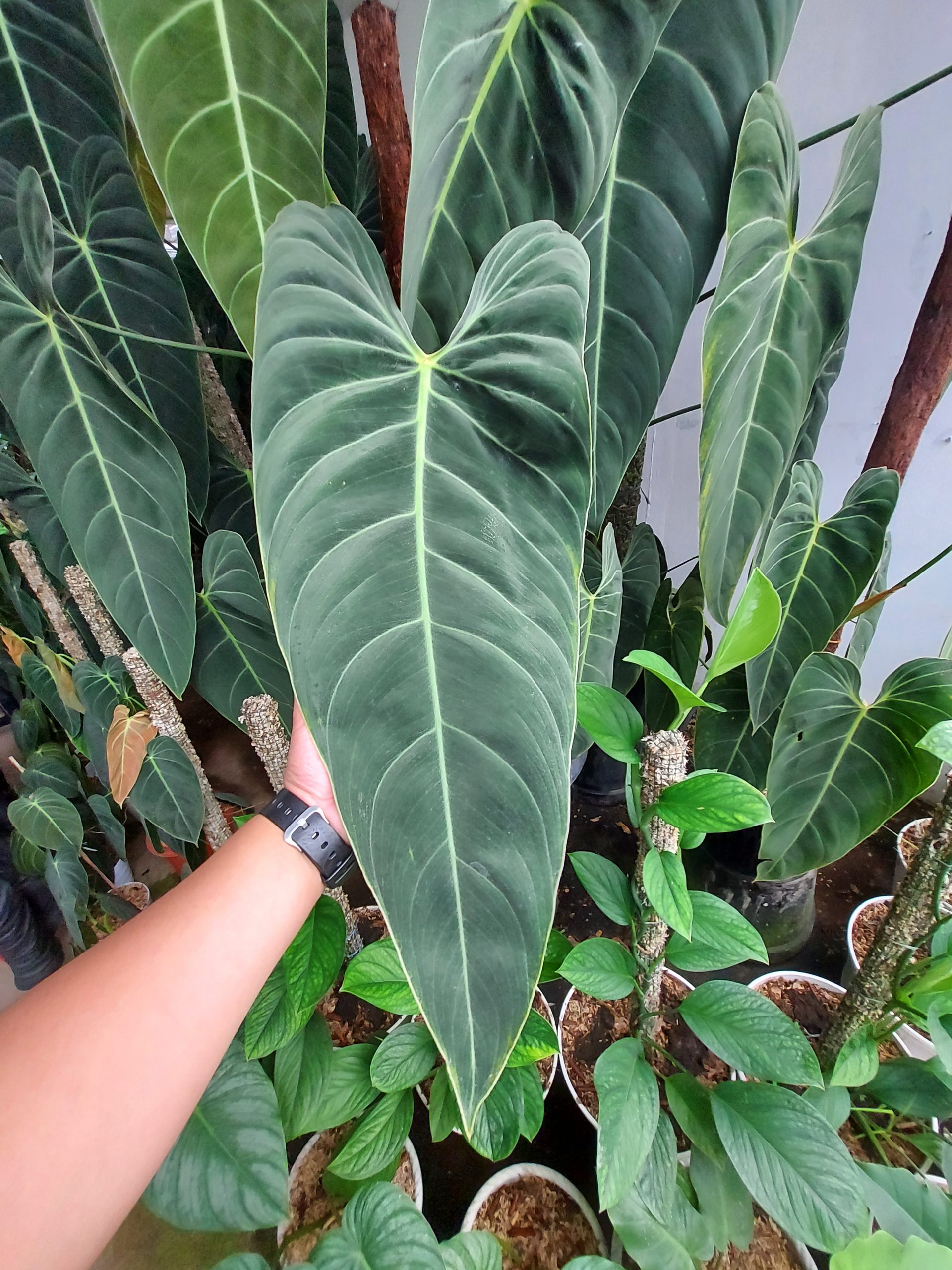Philodendron Melano Narrow Form - Image 2